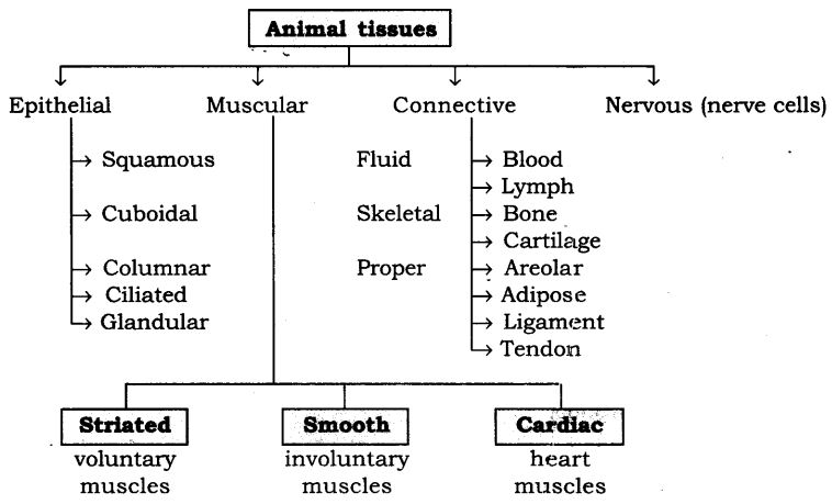 ncert-solutions-for-class-9-science-tissues-16