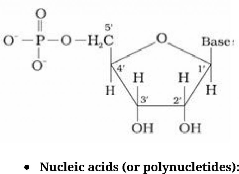 Biomolecules Notes for Class 12 Chemistry